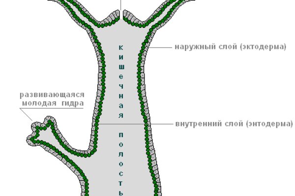 Почему не работает кракен